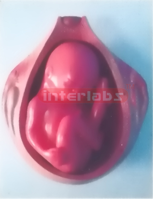 UTERUS WITH EMBRYO (8 MONTH)